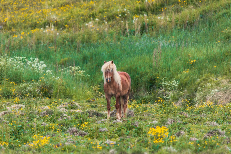 Icelandic_Horse Image 6