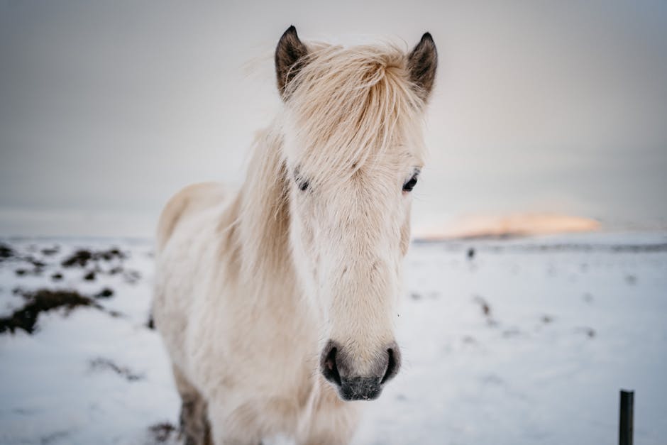 Icelandic_Horse Image 2