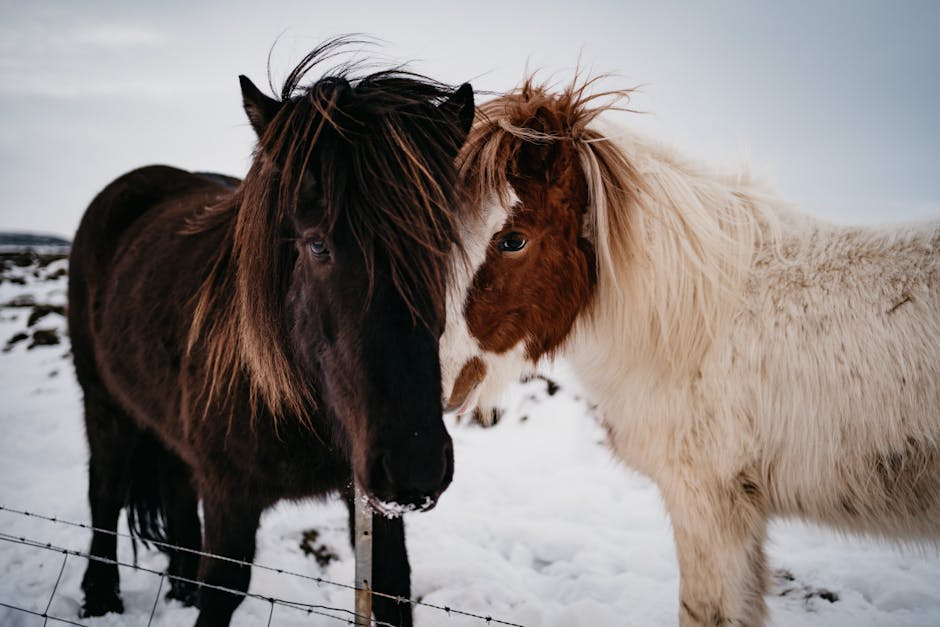 Icelandic_Horse Image 4