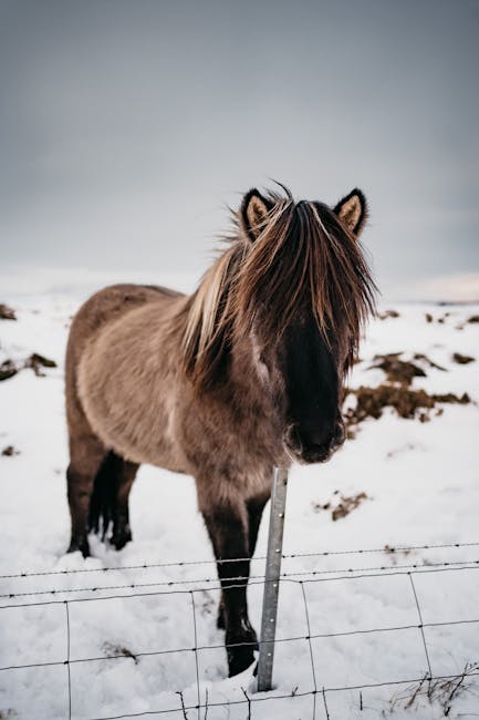 Icelandic_Horse Image 3