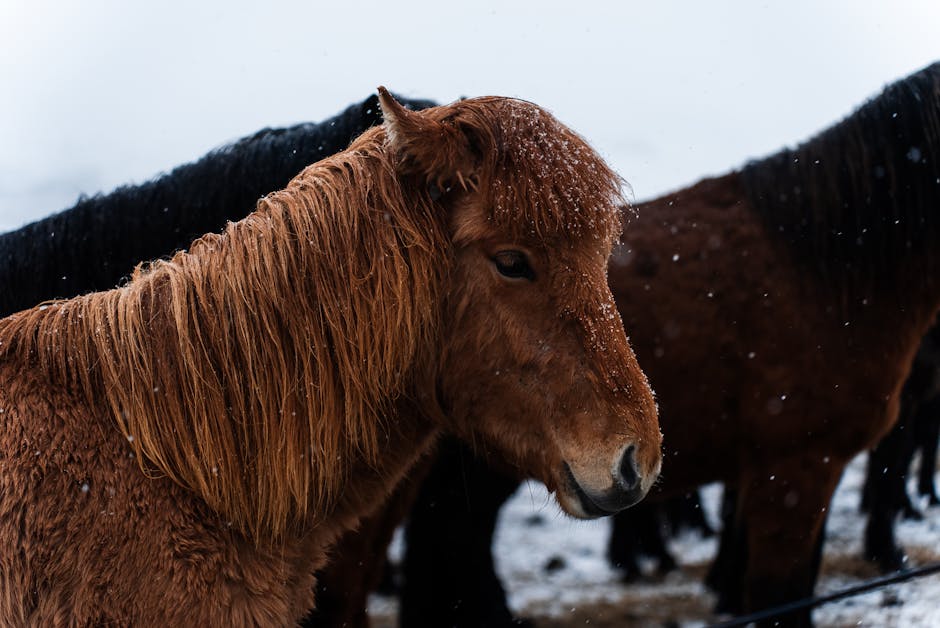 Icelandic_Horse Image 5