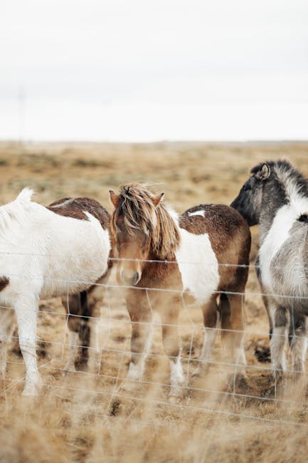 Icelandic_Horse Image 8