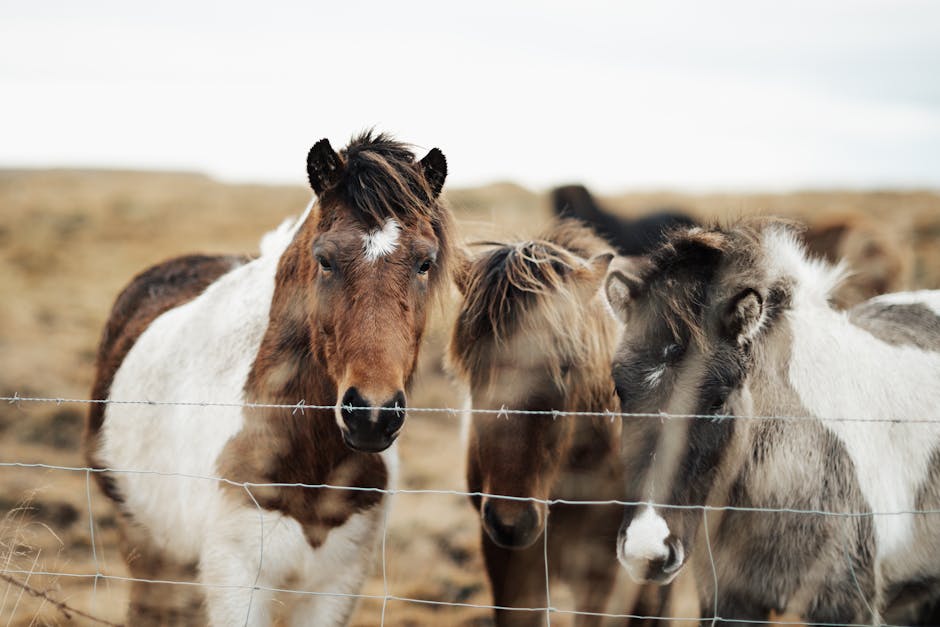 Icelandic_Horse Image 1