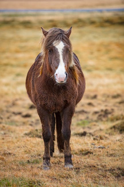 Icelandic_Horse Image 7