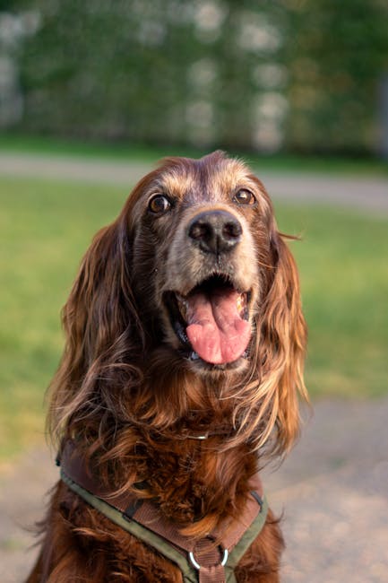 Irish_Setter Image 2