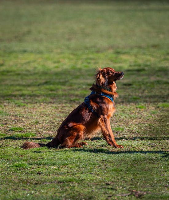 Irish_Setter Image 4