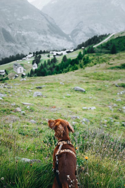 Irish_Setter Image 8