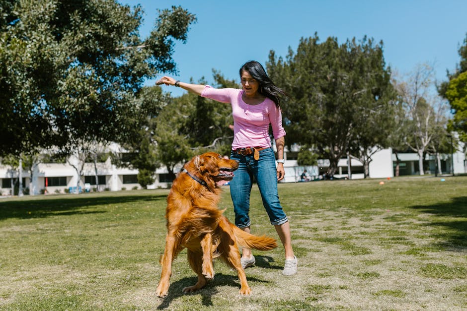 Irish_Setter Image 6