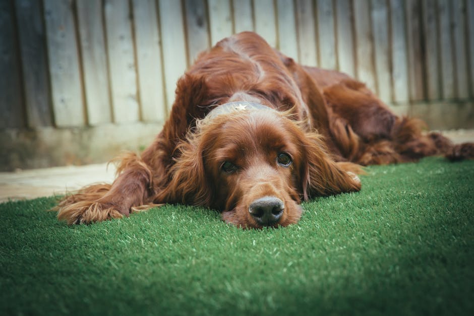 Irish_Setter Image 3