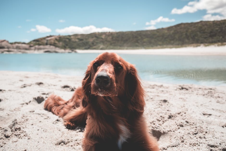 Irish_Setter Image 5