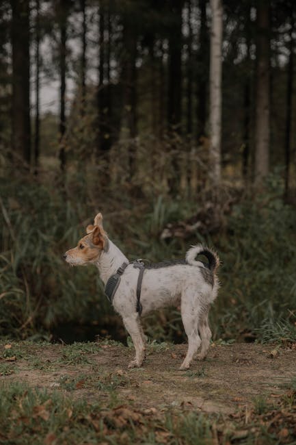 Jack_Russell_Terrier Image 5