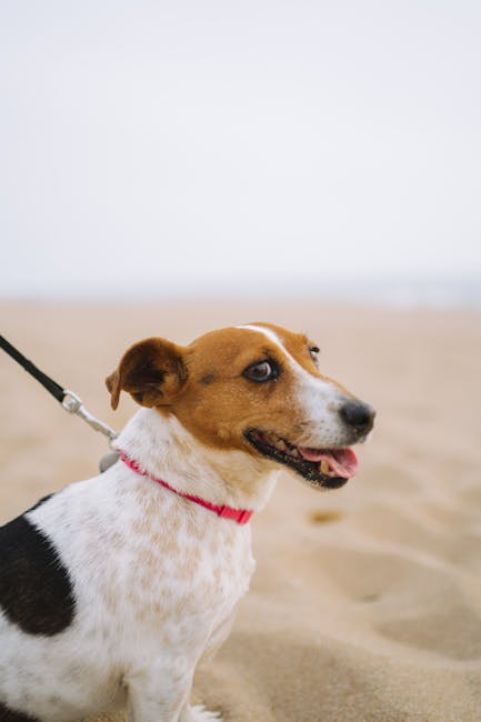 Jack_Russell_Terrier Image 4