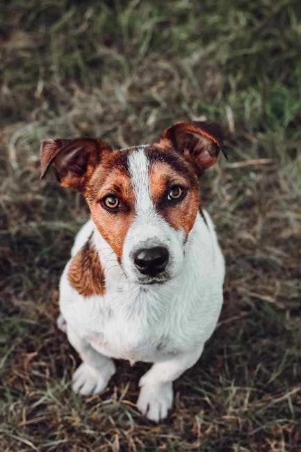 Jack_Russell_Terrier Image 8