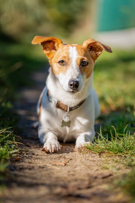 Jack_Russell_Terrier Image 6