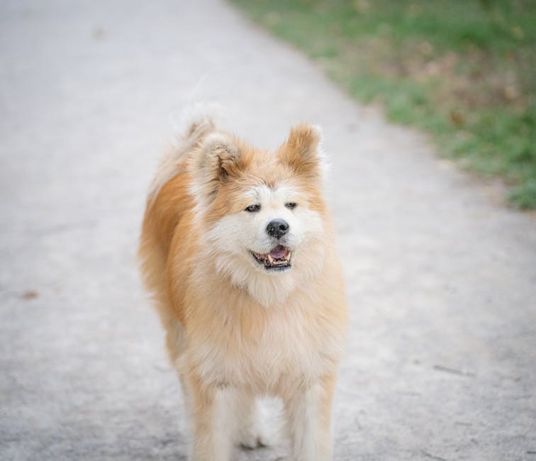 Japanese_Chin_Breed Image 8