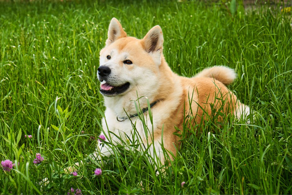 Japanese_Chin_Breed Image 6