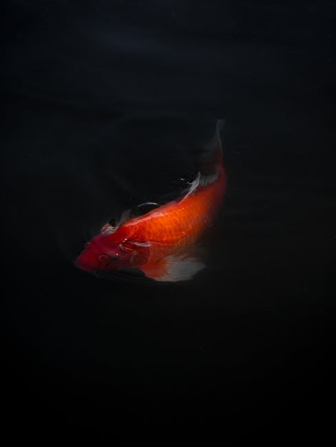 Keeping_Goldfish Image 8