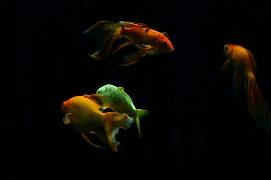 Keeping_Goldfish Image 5