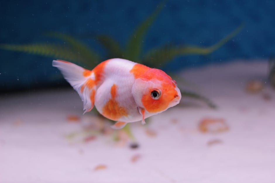 Keeping_Goldfish Image 9