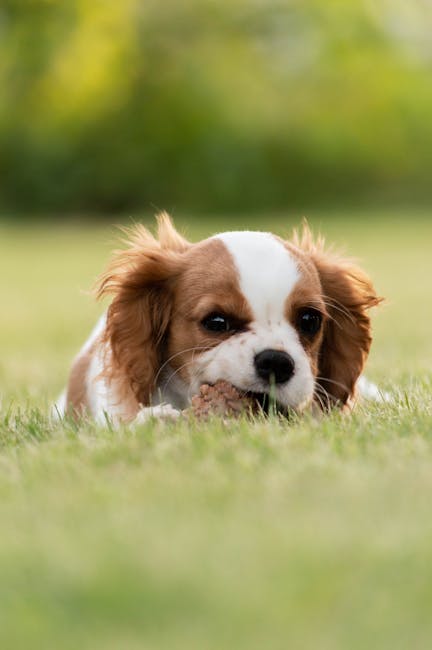 King_Charles_Spaniel Image 1