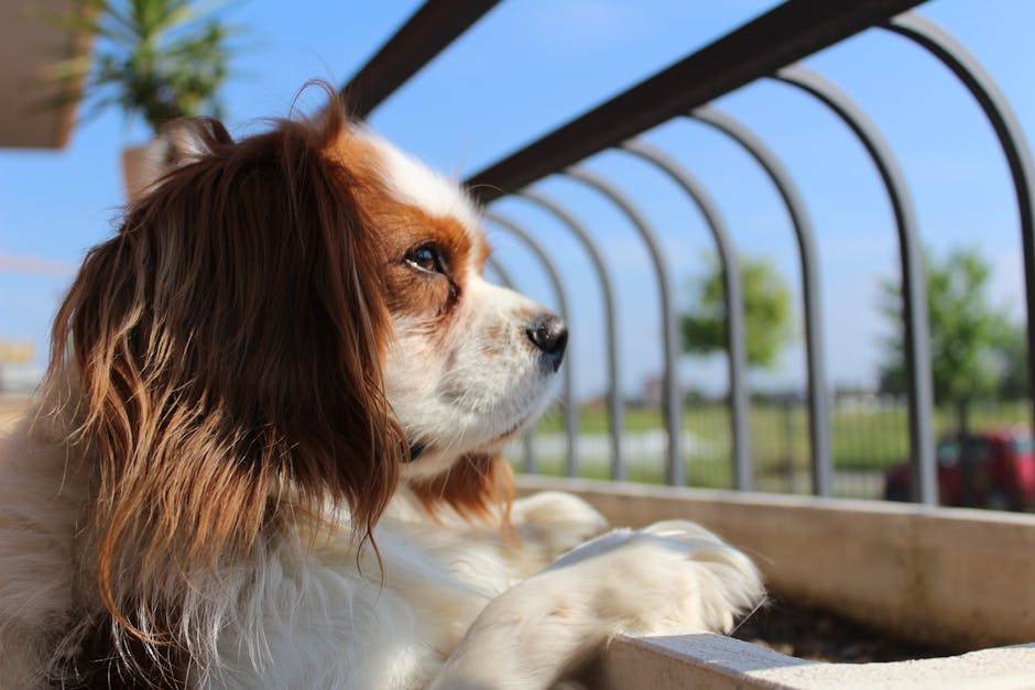 King_Charles_Spaniel Image 6