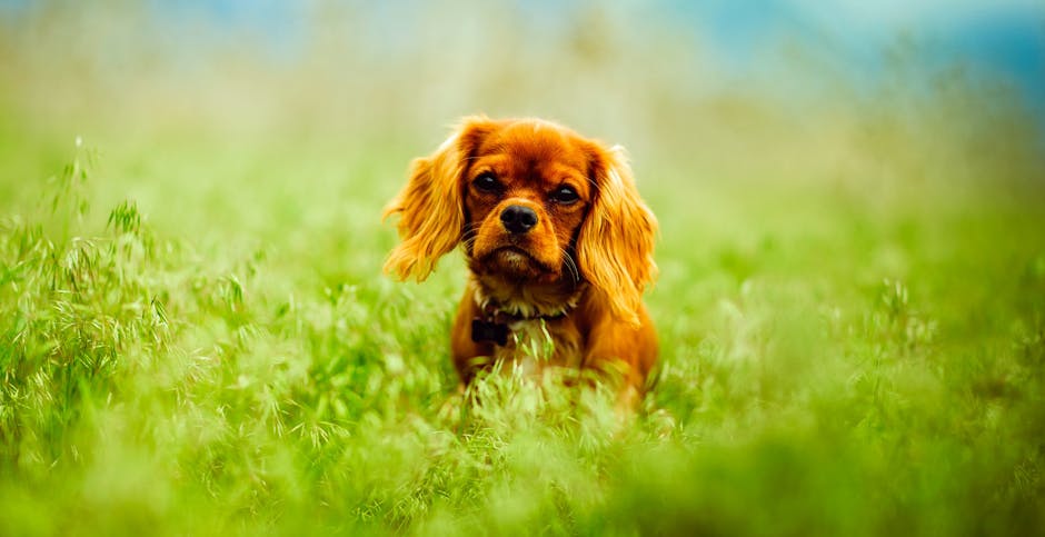 King_Charles_Spaniel Image 9