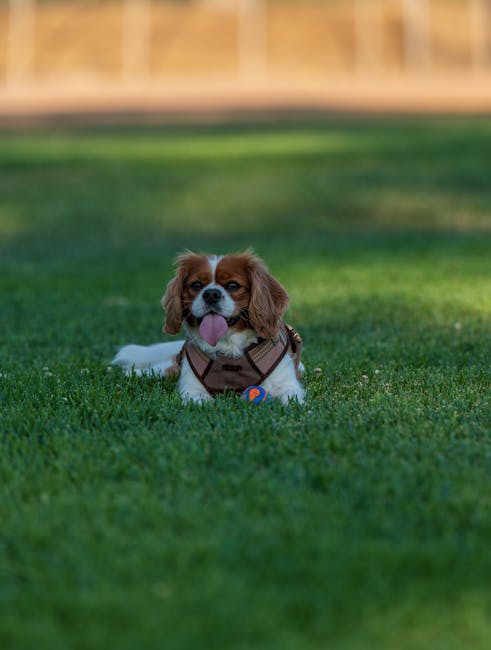 King_Charles_Spaniel Image 8