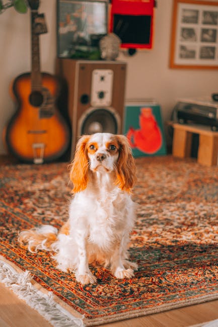 King_Charles_Spaniel Image 7