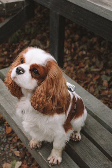 King_Charles_Spaniel Image 10