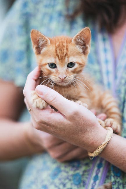 Kitten_Dental_Care Image 3