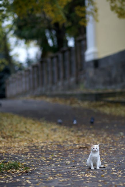 Kitten_Training Image 4