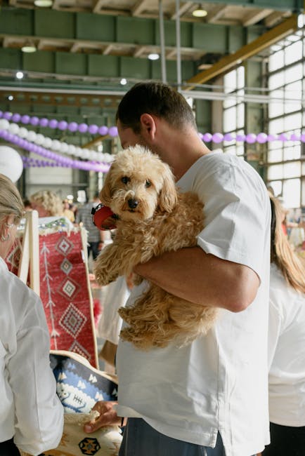 Labradoodle_Care Image 3