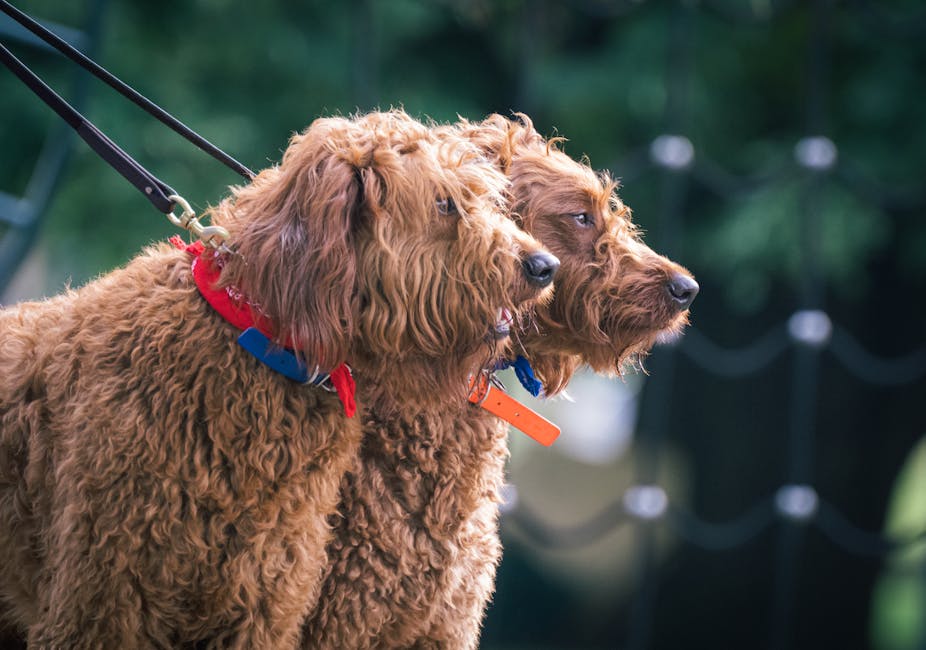 Labradoodle_Care Image 7