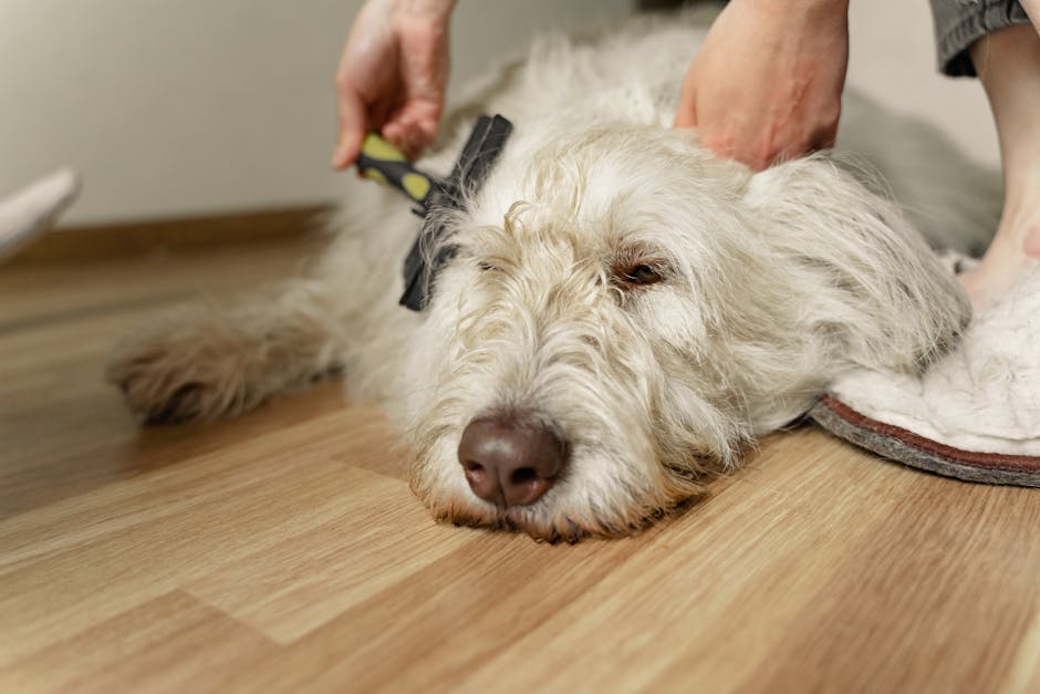 Labradoodle_Care Image 8