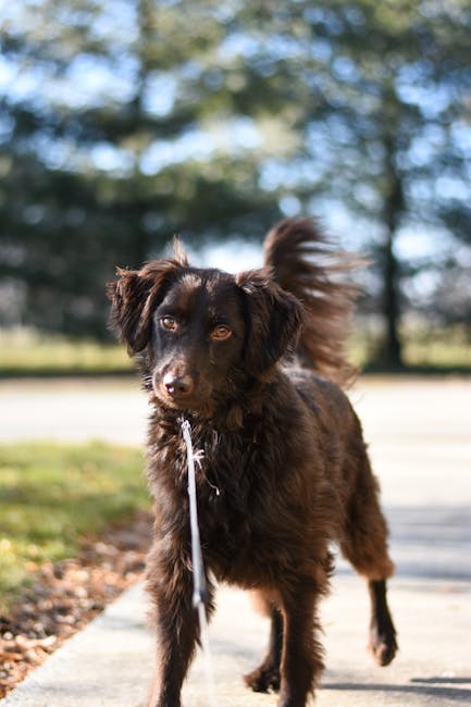 Labradoodle_Care Image 10