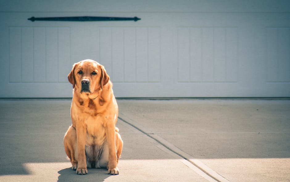 Labrador_Retriever Image 2