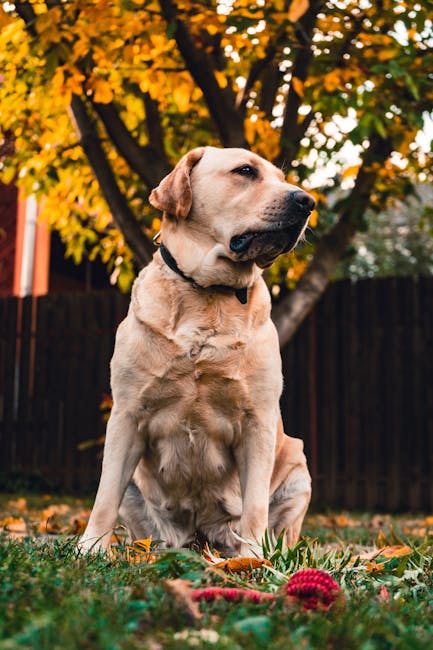 Labrador_Retriever Image 1