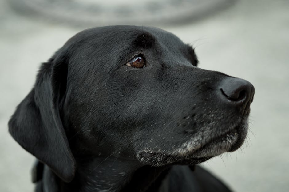 Labrador_Retriever Image 9