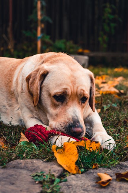 Labrador_Retriever Image 4