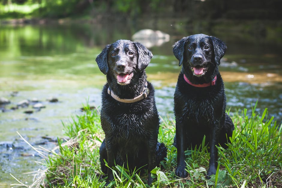 Labrador_Retriever Image 6