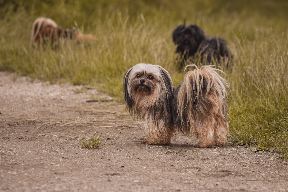 Lhasa_Apso_Breed Image 5