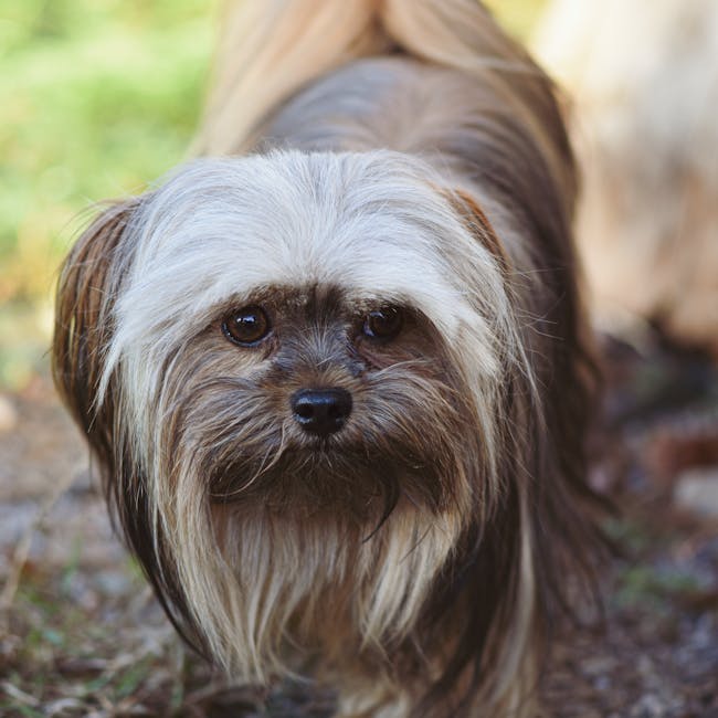 Lhasa_Apso_Breed Image 8