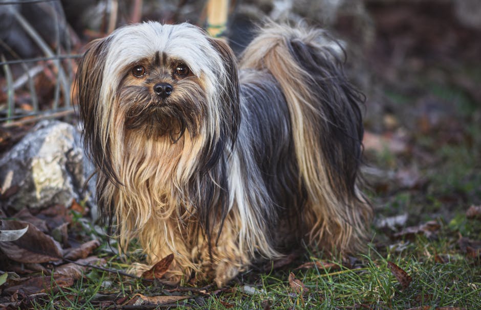 Lhasa_Apso_Breed Image 1