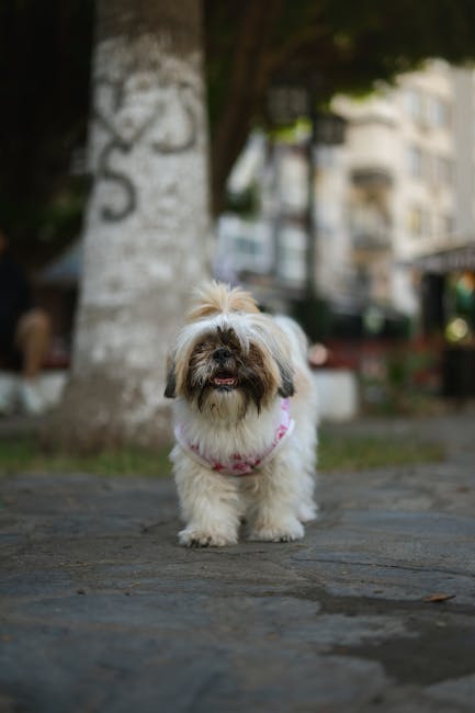 Lhasa_Apso_Breed Image 7