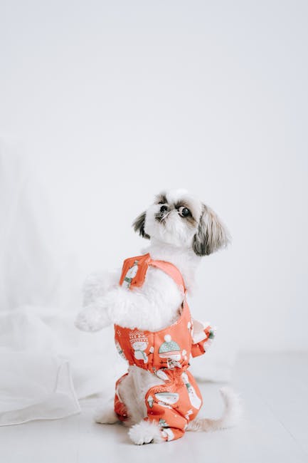 Lhasa_Apso_Breed Image 4