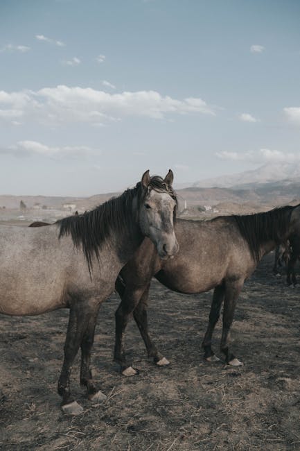 Lipizzan_Horses Image 1