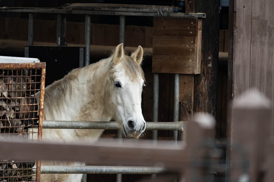 Lipizzan_Horses Image 3