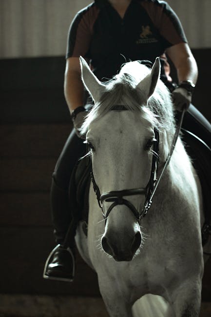 Lipizzan_Horses Image 5