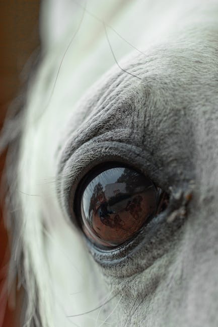 Lipizzan_Horses Image 2