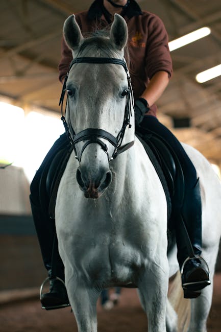 Lipizzan_Horses Image 7